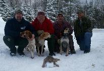Bobcat Hunting in Snow